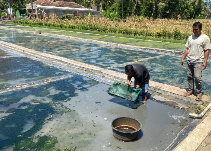 Mantan Satpam di Sanden Bantul Sukses Setelah Budidaya Cacing Sutera dengan Nilai Besar