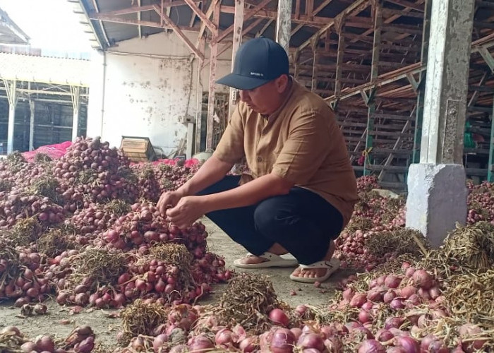 6 Tahun Produksi Bawang Merah Brebes Anjlok, ABMI Sambat Pemerintah