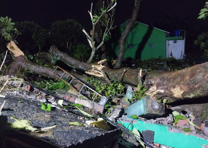 Puting Beliung Sapu Sleman, Atap Rumah Warga Berterbangan dan Pohon Tumbang di Sejumlah Titik