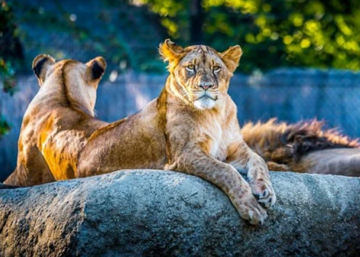 Cara Murah Liburan ke Semarang Zoo yang Efisien dari Kendal dengan Ongkos Mulai Rp 5 Ribu