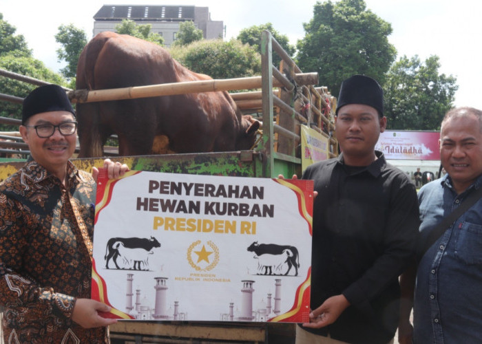 Sapi Kurban Presiden 1 Ton Disalurkan ke Yogyakarta, Warga Bantaran Sungai Jadi Prioritas