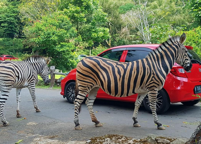 Liburan Seru ke Taman Safari Bogor, Update Harga Tiket, Jam Operasional dan Wahana Terbaru 2026