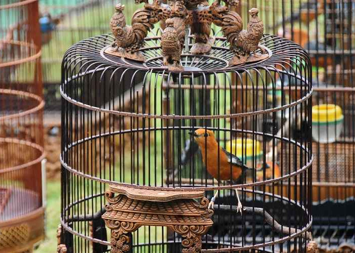 Lomba Burung Berkicau Piala Wali Kota Yogyakarta ke 11, Jadi Ajang Apresiasi Dan Pelestarian