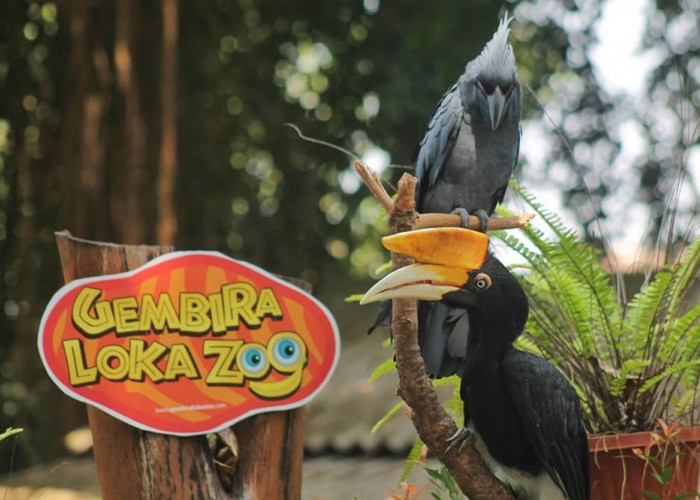 Kunjungi Sekarang! Daya Tarik Memikat Wisata Terbaru 2024 Gembira Loka Zoo Yogyakarta, Simak Ulasannya Disini