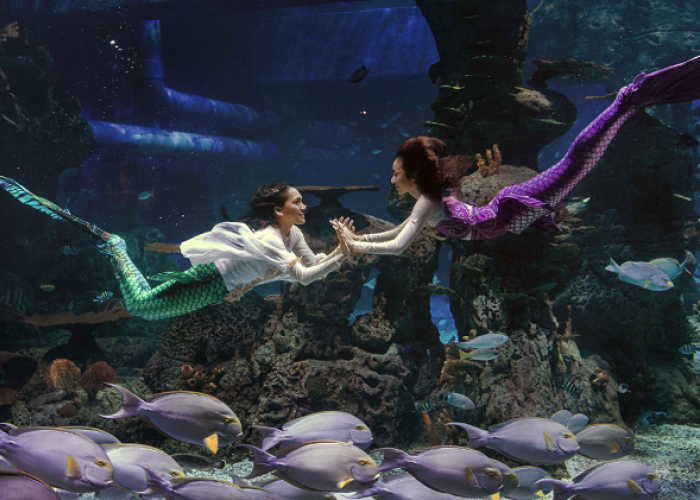 Tiket Jakarta Aquarium & Safari 2026, Mermaid Show hingga Animal Feeding