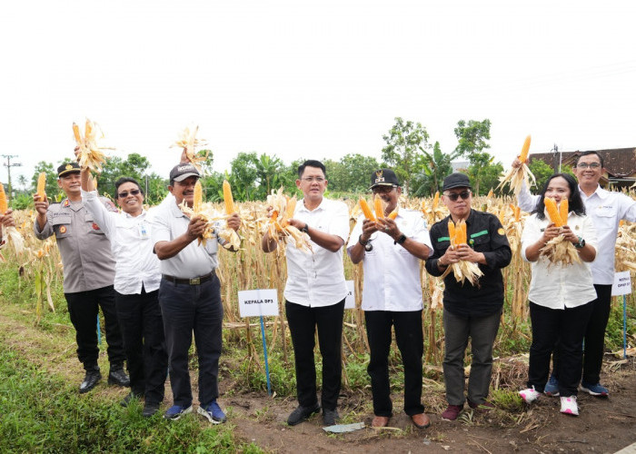 Kelompok Tani Ngudi Rejeki Panen Jagung 2025, Bantuan Benih Dorong Produktivitas 15 Hektar Lahan Sleman