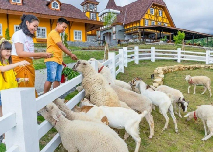 Ragam Aktivitas Seru Memukau di Cepogo Cheese Park Boyolali dengan Spot Foto Estetik