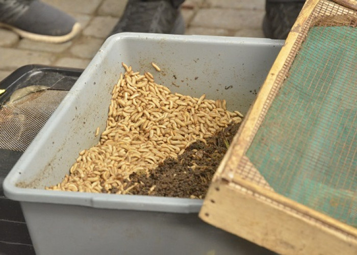 Warga Cokrodiningratan Ubah Sampah Rumah Tangga Jadi Tabungan Lewat Budidaya Maggot