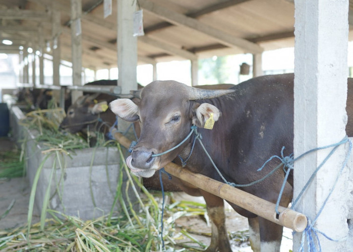  Stok Sapi Kurban Kulon Progo Surplus, Skrining Tiga Lapis Cegah Penyakit Menular
