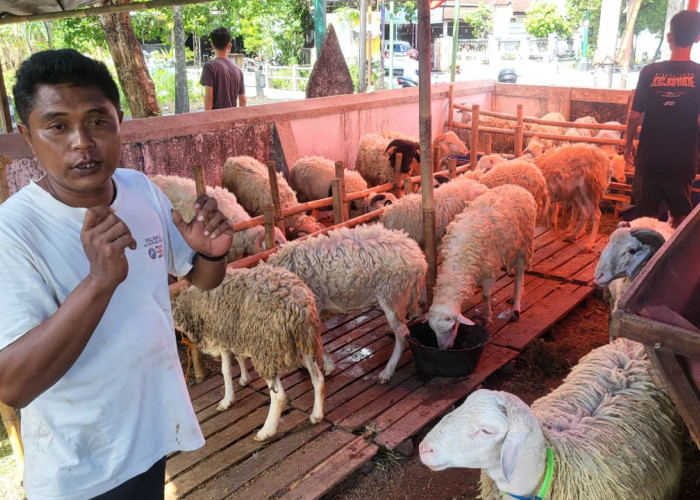Penjualan Kambing Kurban di Umbulharjo Yogyakarta Mulai Menggeliat, Harga Tembus Rp5,5 Juta