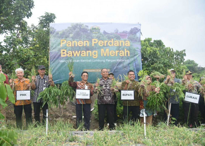 Lahan Terlantar 11 Ribu m² di Sleman Disulap Jadi Perkebunan Tumpang Sari