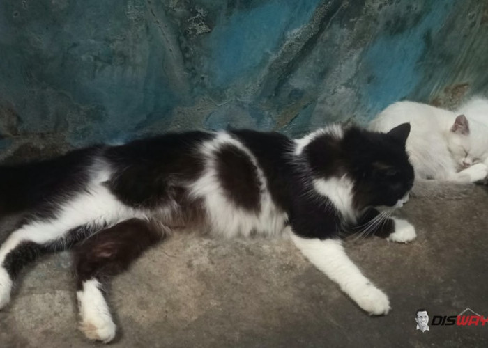 Pertahankan DIY Bebas Rabies, 340 Hewan di Sleman Divaksin Gratis