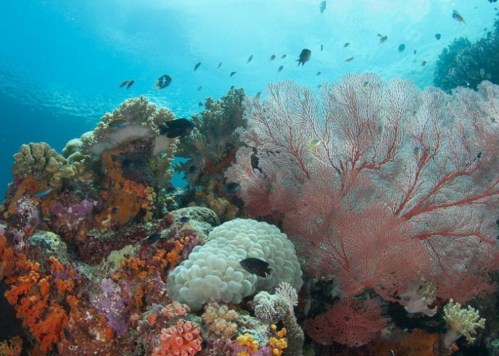 Wisata Terbaru 2024 Wakatobi, Surga Bawah Laut yang Wajib Ditelusuri