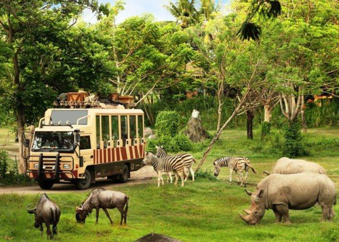Jelajahi Taman Safari Indonesia, Wisata Terbaru 2024, Study Tour Mengasyikkan bagi Pecinta Hewan