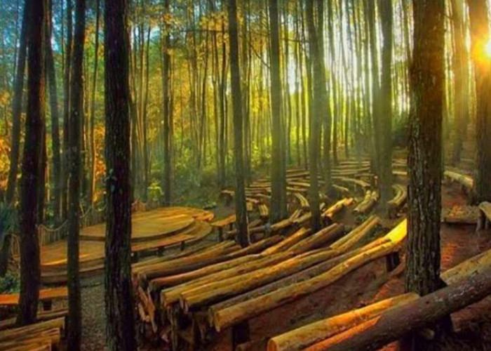 Hutan Pinus Mangunan: Wisata Terbaru 2024 Dengan Konsep Alam Memukau, Intip Daya Tariknya Disini