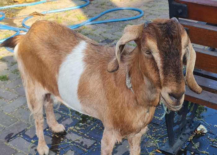 Kambing Diikat di Pagar Rumah Mendadak Hilang, Polisi Amankan Pria di Manding