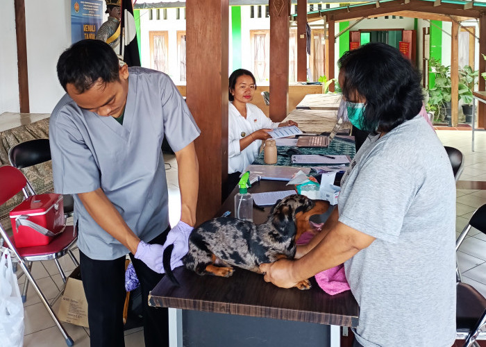 Pemkot Yogyakarta Berikan 3.000 Vaksin Rabies Gratis Sepanjang September, Ini Syarat dan Jadwalnya