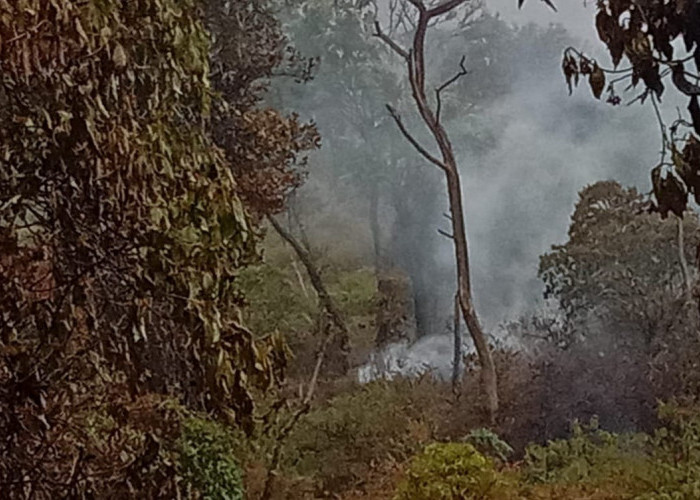 Kebakaran di Hutan Gunung Slamet Akhirnya Padam