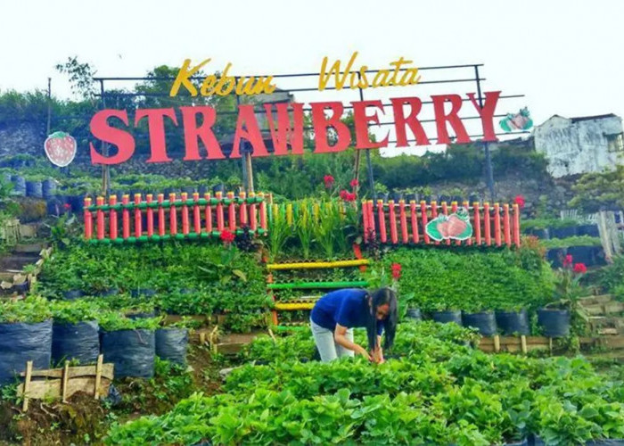 5 Wisata Petik Strawberry di Malang, Tawarkan Pengalaman Unik dan Seru Memetik Langsung Dari Kebun