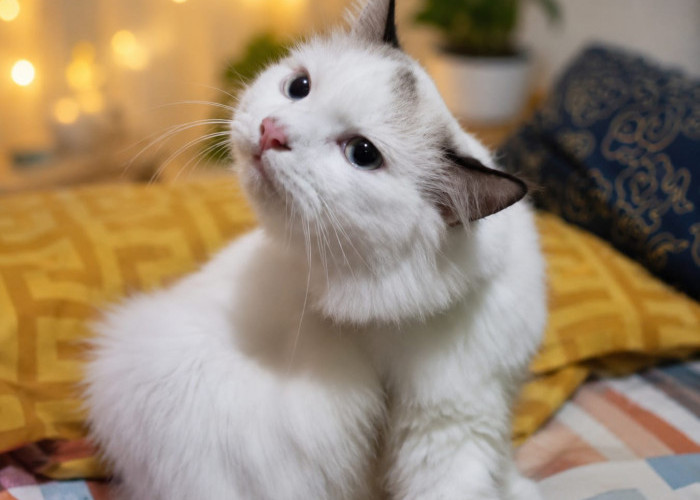 Overpopulasi Kucing di Permukiman Kian Mengkhawatirkan, Pemilik Diminta Lebih Bertanggungjawab