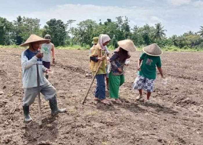 Pengambilan Pupuk Subsidi di Sleman Dikenakan Biaya Administrasi, Begini Respon dari Pemkab