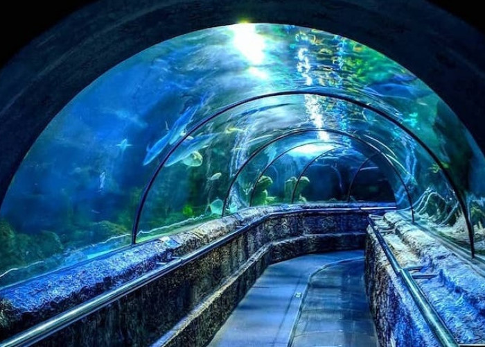 Rasakan Sensasi Aquarium Date? Wisata Terbaru 2024, Ajak Pasanganmu Liburan Sambil Belajar Biota Laut!