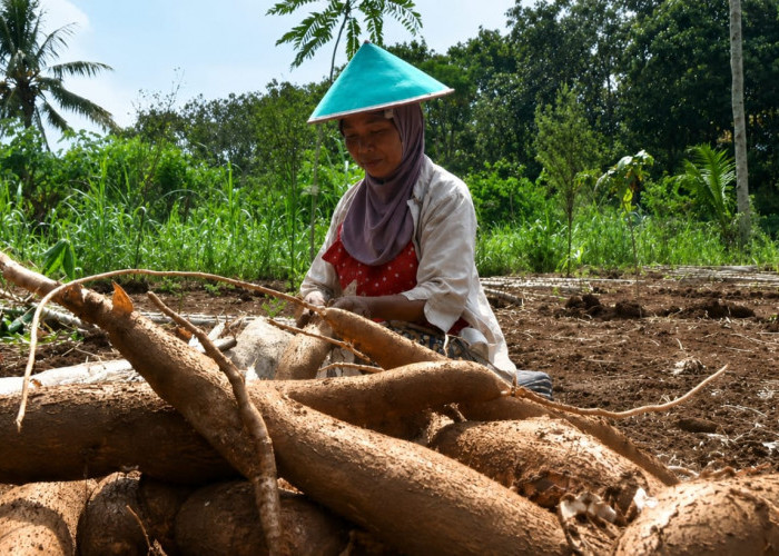 Tradisi Nggaplek, Warisan Gotong Royong Petani Gunungkidul Menyambut Musim Paceklik