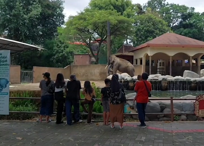 Libur Nataru, Wisatawan di Gembira Loka Zoo Yogyakarta Naik Tiga Kali Lipat