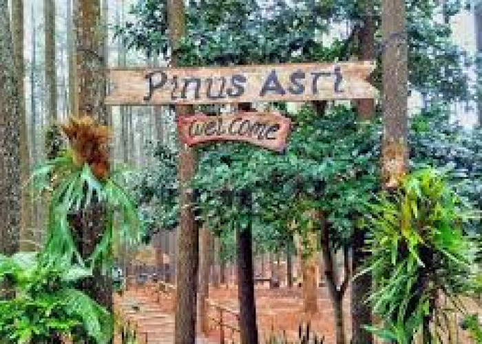 Rekomendasi Wisata Alam Cocok Untuk Tempat Liburan Akhir Tahun di Jogja, Udaranya sejuk Hutan Pinus Asri