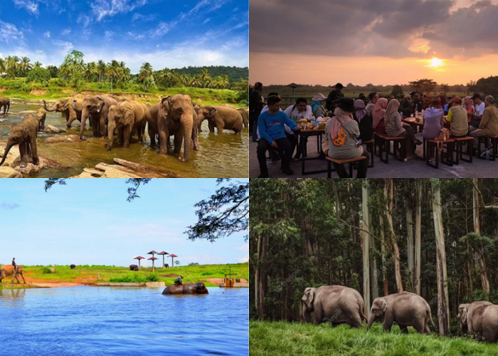 Eksplore Habitat Gajah Sumatera Hampir Punah, Spot Wisata Terbaru 2024
