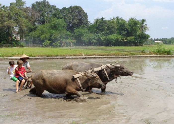 Desa Wisata di Bantul Dinilai Kurang Diminati Saat Libur Nataru, Ini Solusi yang Disarankan Dispar