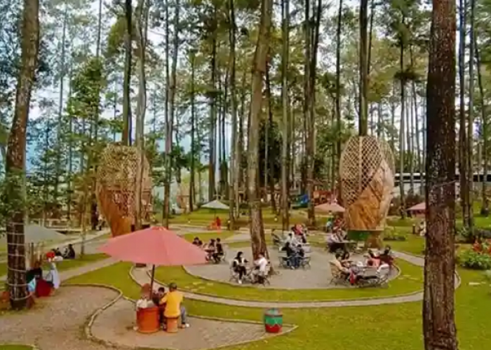 Daftar Destinasi Hutan Pinus Terpopuler di Trawas untuk Liburan Keluarga