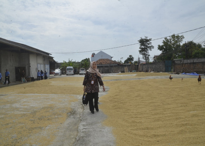 Cabai dan Beras Pesisir Kulon Progo Disiapkan Dukung Stabilitas Harga Pangan di Kota Yogyakarta