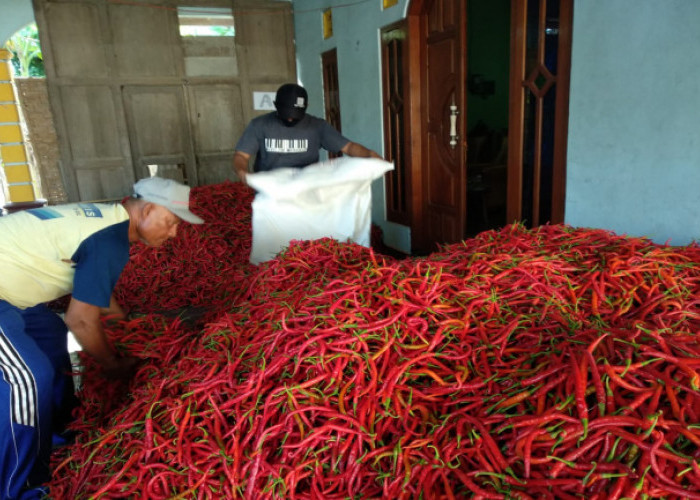 Targetkan Komoditas Cabai dan Hortikultura, Bantul Launching Pasar Lelang Piyungam