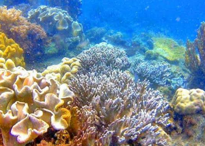 Menelusuri Ketenangan Jiwa dan Terumbu Karang Eksotis di Pulau Miang Kutai Timur