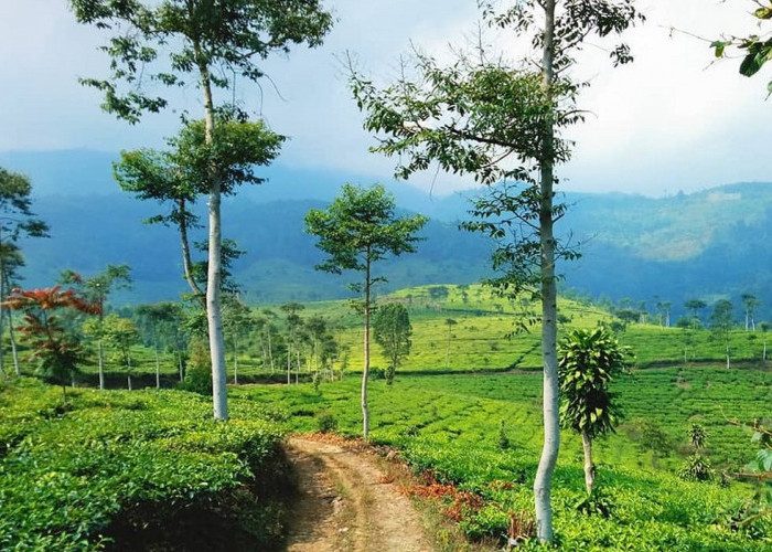 5 Daftar Destinasi Seru untuk Liburan di Ngawi, Dijamin Betah dengan Beragam Daya Tarik Memukau