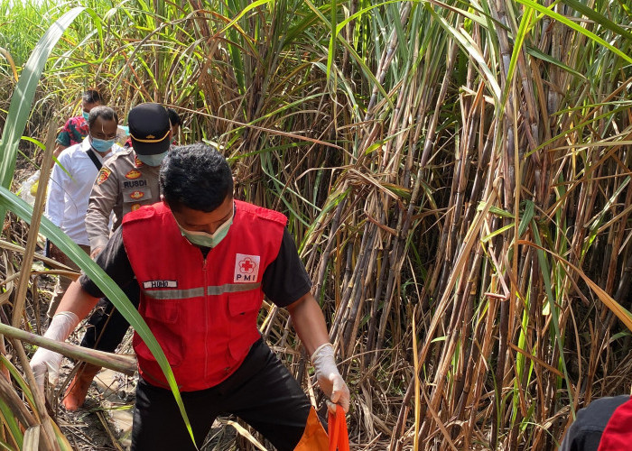  Penemuan Kerangka Manusia di Kebun Tebu Bantul, Diperkirakan Meninggal 3 Bulan