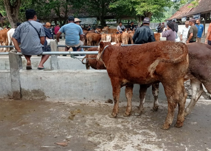 Jelang Iduladha 2026, Harga Sapi di Sleman Naik hingga Rp1 Juta per Ekor