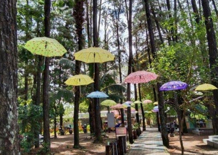 Wisata Terbaru 2024 Hutan Pinus Mentaos: Paru-Paru Kota yang Sejuk dan Indah