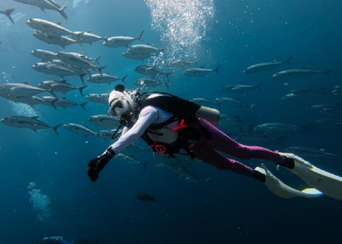 Destinasi Wisata Wakatobi Paling Wajib Dikunjungi, Surga Bawah Laut di Terumbu Karang Dunia