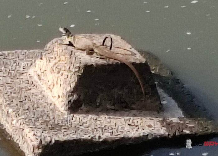 Biawak Sering Muncul di Bendungan Sapon, Bisa Jadi Saingan Pemancing Berburu Ikan