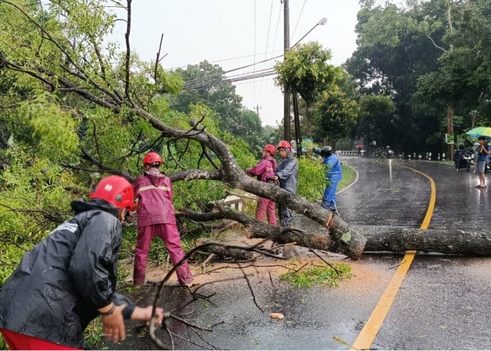 Angin Kencang Robohkan Puluhan Pohon di Sleman, Akses Pakem–Turi Sempat Terputus