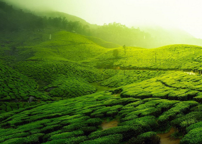 Pesona Alam Luar Biasa, Inilah 5 Rekomendasi Wisata Seru Boja Kendal untuk Isi Waktu Liburanmu