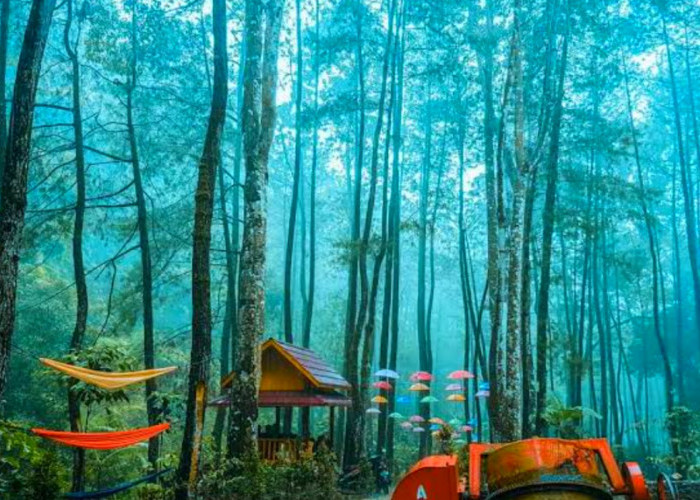 Srambang Park: Wisata Terbaru 2024 Ngawi, Punya Hutan Pinus Rindang Menarik, Cek Lengkapnya Disini