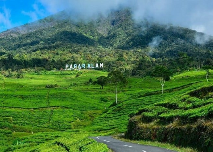 Tips Lokasi Bermalam di Pagaralam Menikmati Pemandangan Gunung Hingga Kebun Teh