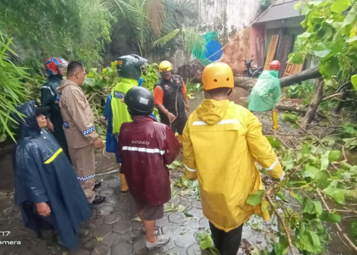 Cuaca Ekstrem, Kapolresta Yogyakarta Imbau Masyarakat Waspada Pohon Tumbang