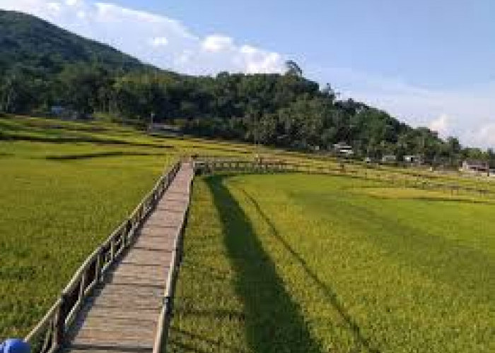 Ayo Berlibur Di Wisata Sawah Sukorame Bantul, Sedang Jadi Trending Dengan Spot Swafoto Instagenic 