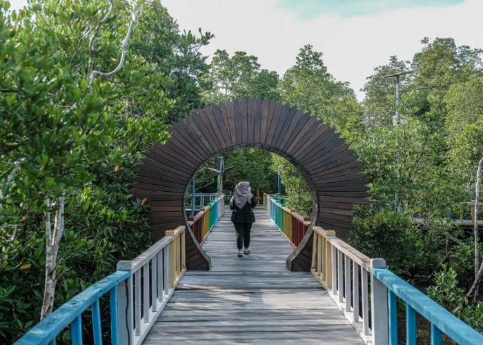Panorama Alam Mempesona, Simak 6 Ragam Wisata Hutan Mangrove Terbaik di Indonesia