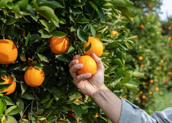 5 Rekomendasi Wisata Petik Buah Yogyakarta Dijamin Seru dan Menarik untuk Liburan Akhir Pekan