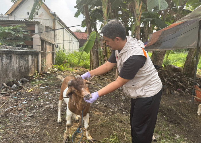 DPP Kota Yogya Sidak Pasar Hewan Kurban, Ribuan Domba dan Sapi Lolos Pemeriksaan